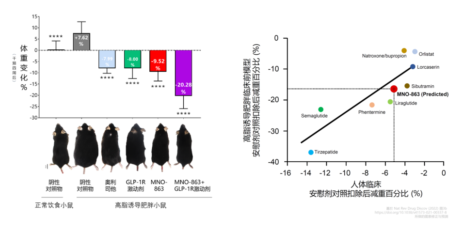 4周降低近10%体重！新利luck18助力慕恩生物MNO-863活菌生物药获批临床